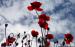 Wallpaper:  Rode klaprozen