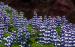 Wallpaper:  Meer Lupine
